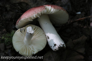 mushroom hike  (6 of 31)