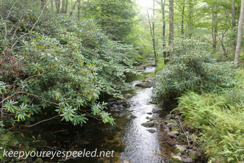 Bear Creek Preserve (7 of 39)