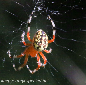 Marbled orb spider 127 (1 of 1)