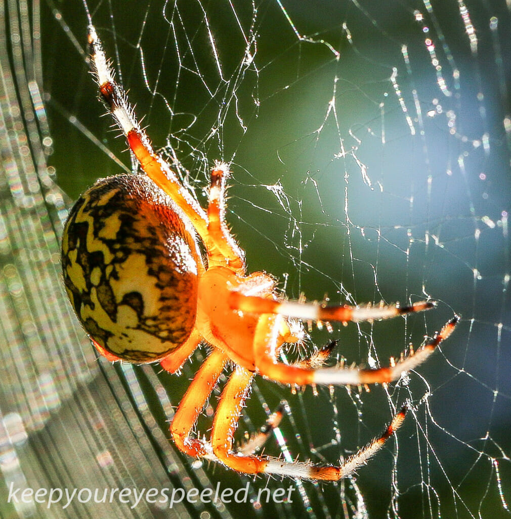 marbled orb spider 175- (1 of 1)