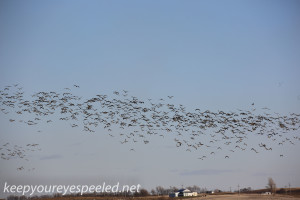Boissevain Canada snow geese (10 of 17)