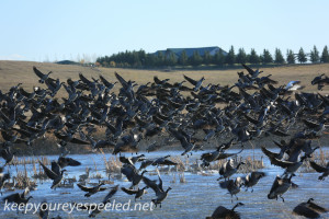 Boissevain Canada snow geese (2 of 17)