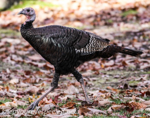 back yard birds turkey 118 (1 of 1)
