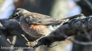 Backyard robin  (1 of 1)