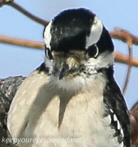 PPL Wetlands  downy woodpecker 9 (1 of 1)