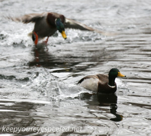 Weissport Canal mallard duck  3 (1 of 1)