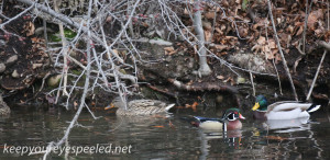 Weissport Canal wood duck  6 (1 of 1)