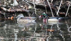 Weissport Canal wood duck  7 (1 of 1)