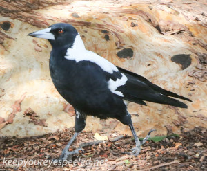 Indian Pacific Adelaide city magpie-1