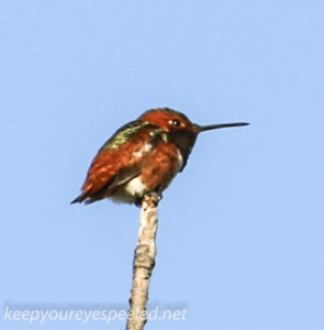 Los Angeles morning walk hummingbird (1 of 1)