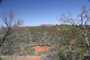 Uluru Desert Gardens hike -25