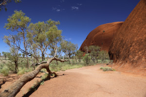 Uluru   hike -18