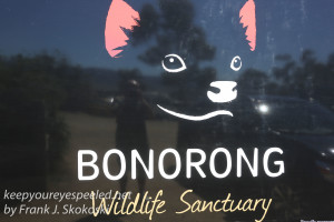 Bonorong -14