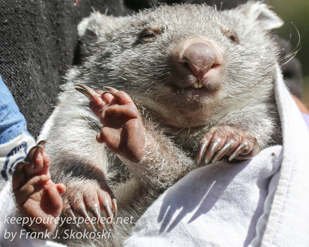 Bonorong Wombat-6