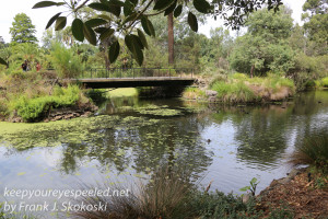Melbourne Botanical gardens -20