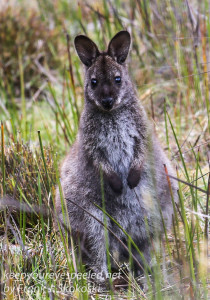 Tasmania Bruny Island wallaby -2