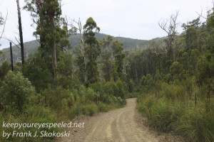 Tasmania Bruny mountain road -10