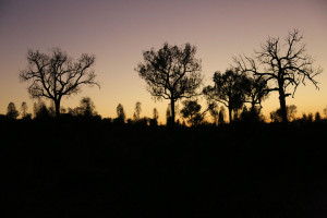 Uluru sunrise -5