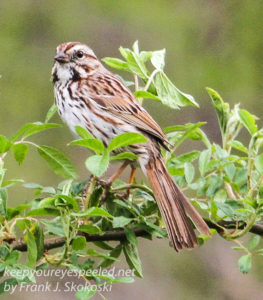 PPL Wetlands  birds song sparrow --1
