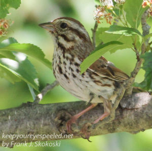 PPL Wetlands sparrow -2