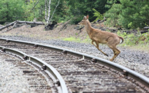 Penrose railroad deer -2