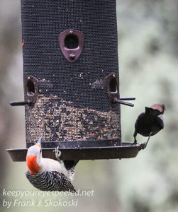 birds feeder -4