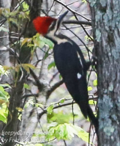 pileated woodpecker -1