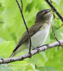 red eyed vireo --8