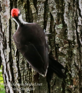pileated woodpecker-14