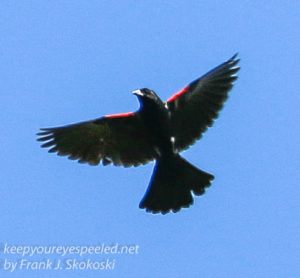 red winged blackbird-6