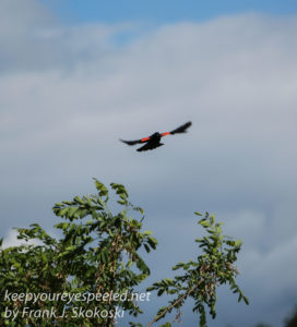 red winged blackbird-7