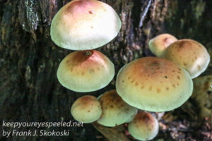 mushrooms-30