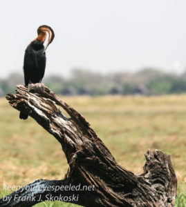 botswana-chobe-river-birds-5