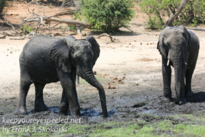 botswana-chobe-river-elephants-11