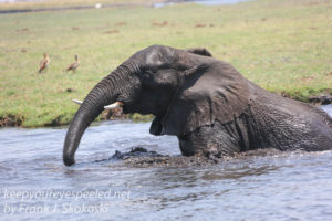 botswana-chobe-river-elephants-16