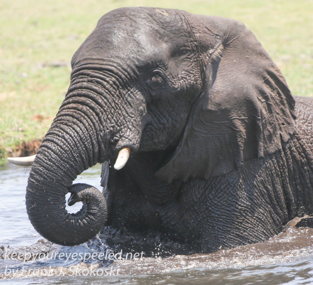 botswana-chobe-river-elephants-17