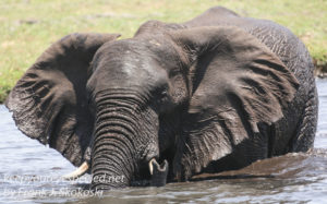 botswana-chobe-river-elephants-20
