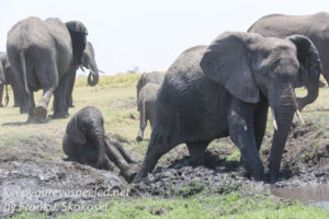 botswana-chobe-river-elephants-31