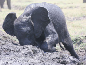 botswana-chobe-river-elephants-35