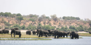 botswana-chobe-river-elephants-43