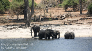 botswana-chobe-river-wildlife-24
