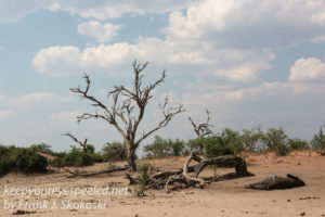 botswana-chobe-safari-landscape-15