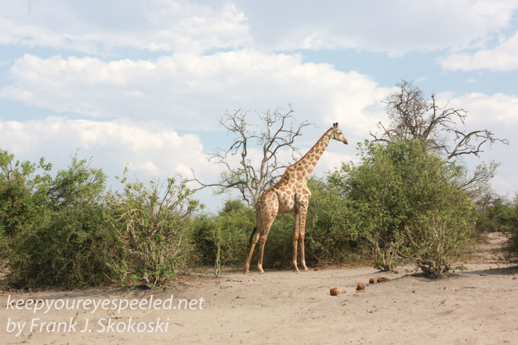 botswana-chobe-safari-landscape-21