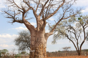 botswana-chobe-safari-landscape-32