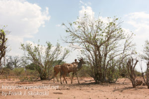 botswana-chobe-safari-landscape-9