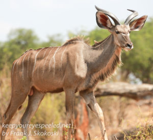 botswana-chobe-safari-wildlife-10
