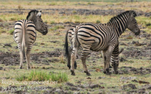 botswana-chobe-safari-wildlife-37