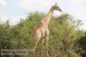 botswana-chobe-safari-wildlife-41