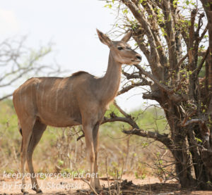 botswana-chobe-safari-wildlife-6