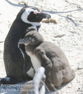 cape-point-penguins-14